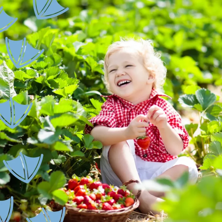 little boy sitting on the floor with Where To Go Strawberry Picking in Derbyshire
