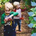 Where To Go Strawberry Picking in Derbyshire with two little boys picking strawberries off the vines