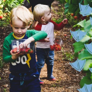 Where To Go Strawberry Picking in Derbyshire with two little boys picking strawberries off the vines
