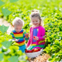 kids strawberrty picking in nottinghamshire