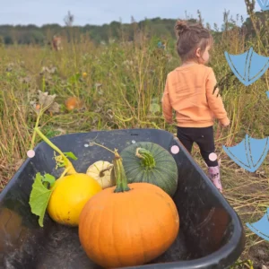 A little girl in an orange top in the best pumpkin picking derbyshire with her wheel barrow