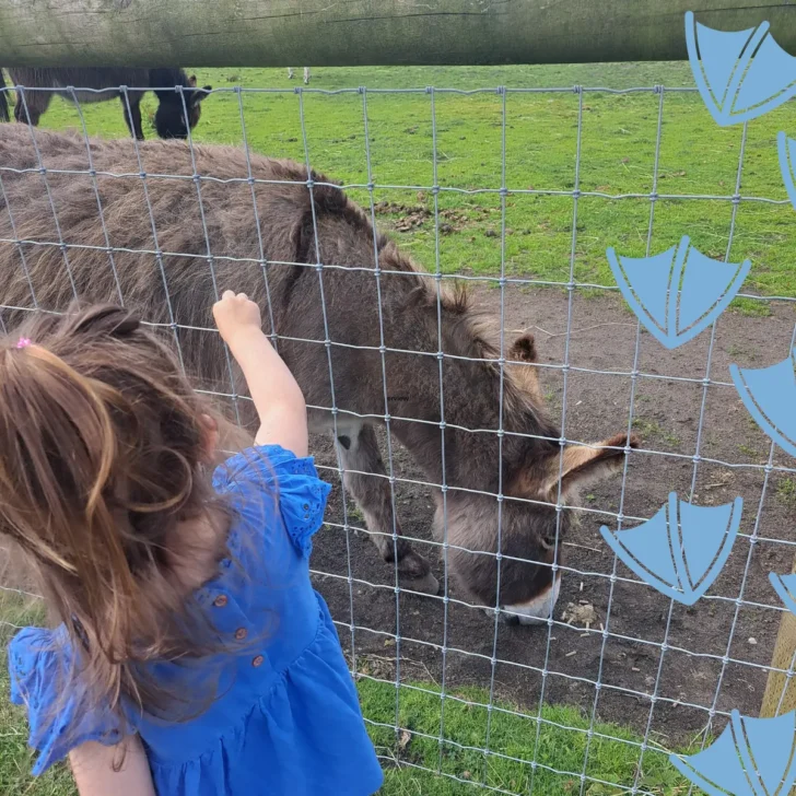 little girl stroking donkey at Matlock park Derbyshire