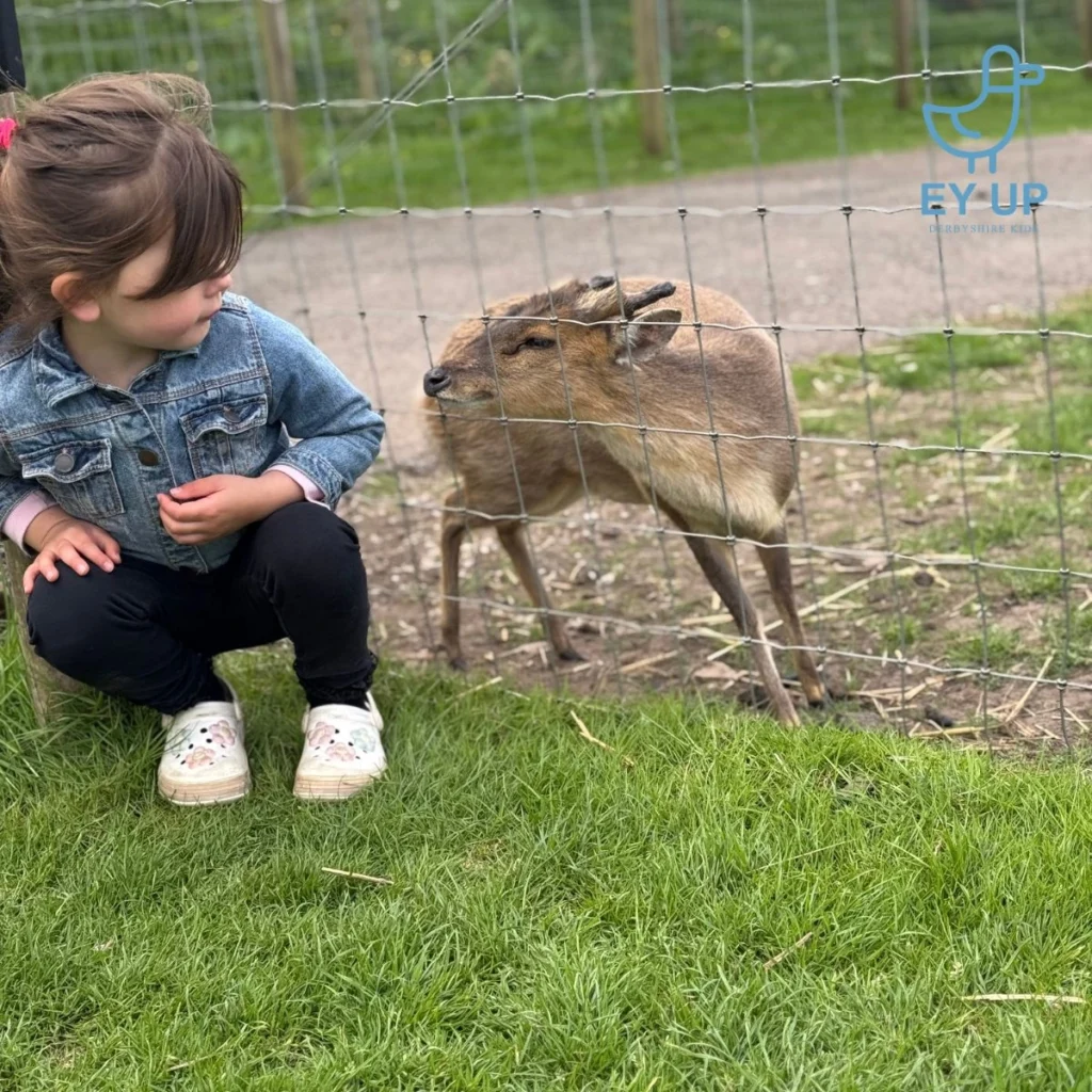 little girl with a tiny deer next to her at matlock park farm