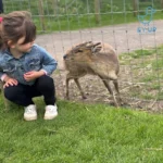 little girl with a tiny deer next to her at matlock park farm